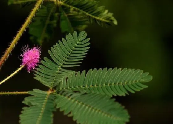 植物百科|含羞草开花吗 开什么样的花