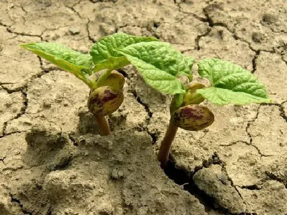 种植方法|四季豆种植时间和方法 高产栽培技术与管理措施