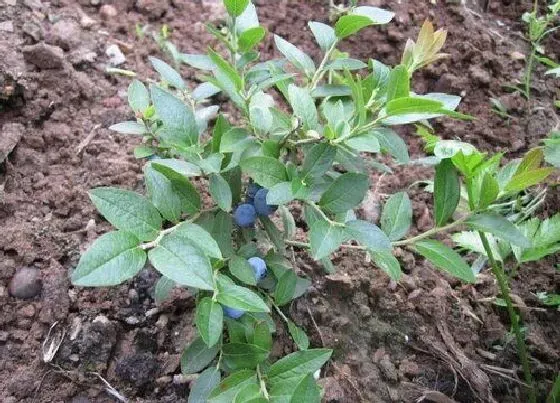 植物繁殖|蓝莓扦插繁殖方法和注意事项