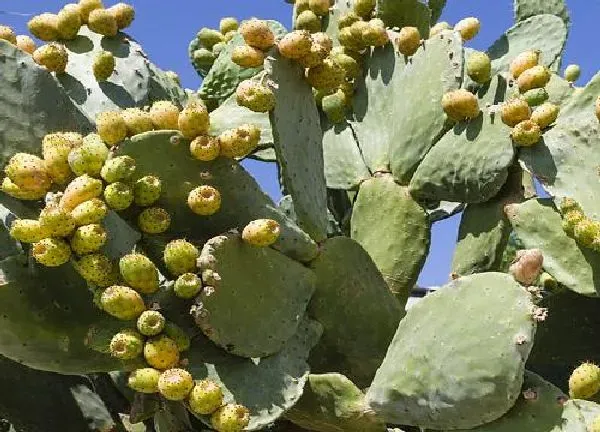 植物浇水|仙人掌多少天浇一次水