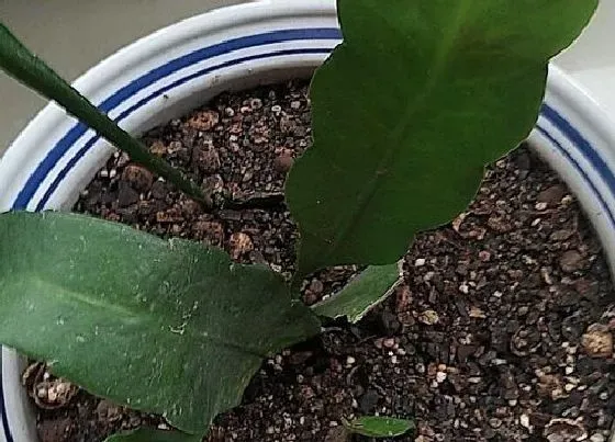 夏天植物|昙花怕热吗
