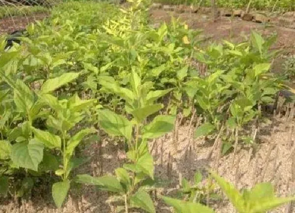 植物扦插|莲翘几月份扦插最好