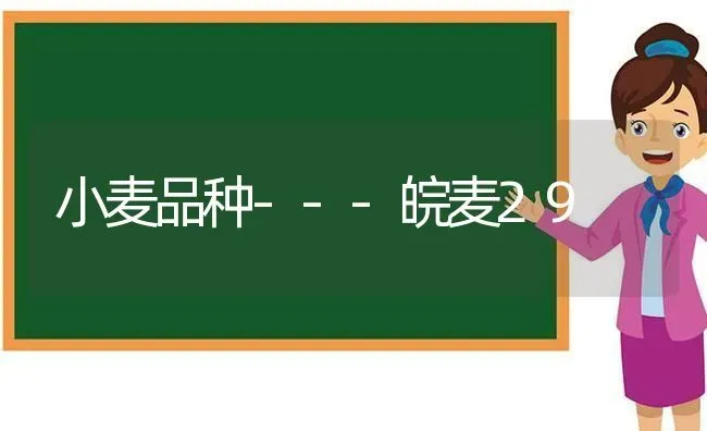 小麦品种---皖麦29 | 粮油作物种植