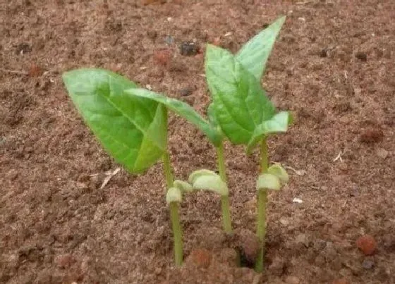 植物播种|豆角子种子怎么种植