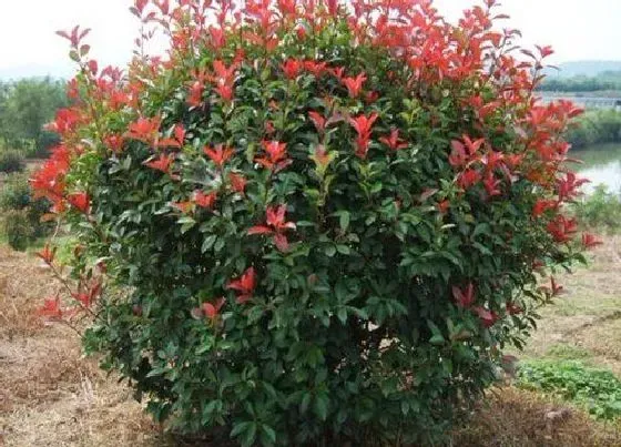 植物种类|石楠球是乔木还是灌木植物