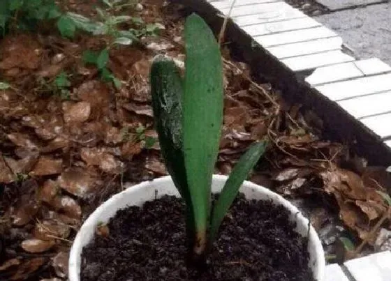 植物播种|君子兰种子怎么种植