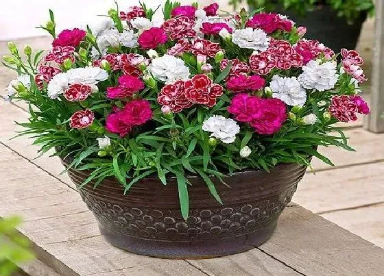 不开花|康乃馨不开花是什么原因