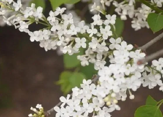 开花时间|白丁香花一年开几次花