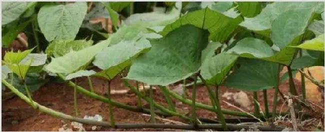 红薯秧怎么剪 | 种植资料