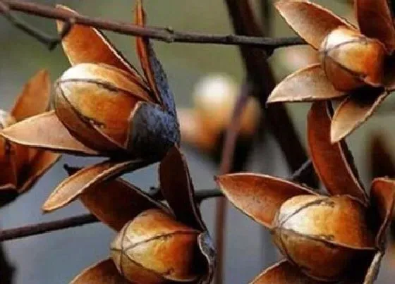 植物播种|香椿种子怎么来的