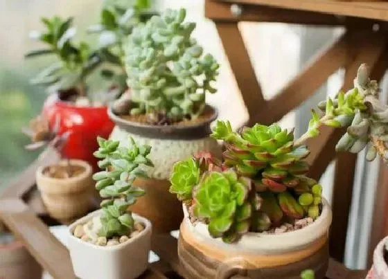 种植土壤|多肉土怎么配 多肉植物营养土配制方法
