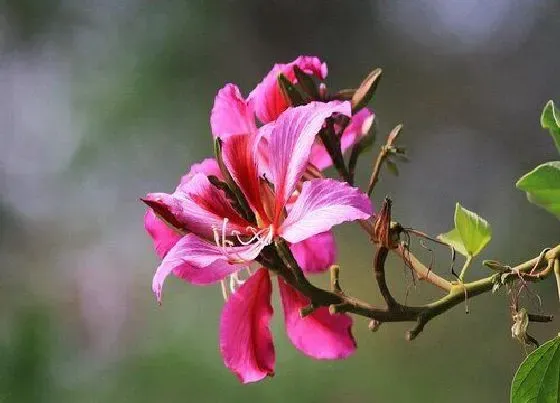 花卉百科|柳州的市花是什么花 洋紫荆的象征与寓意