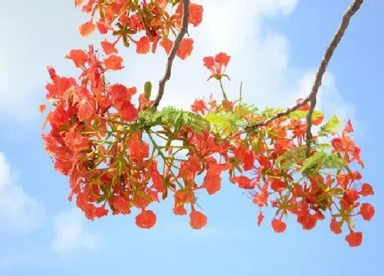 不开花|凤凰树为什么不开花