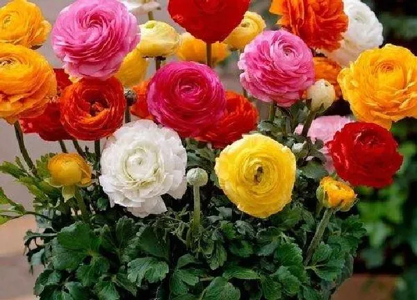 养殖科普|芹叶牡丹喜阴还是喜阳