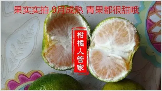 大分四号特早熟柑【大分4号蜜桔】优缺点剖析 | 种植技术