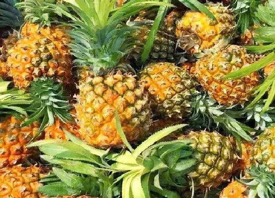 植物产地|凤梨是哪里的特产
