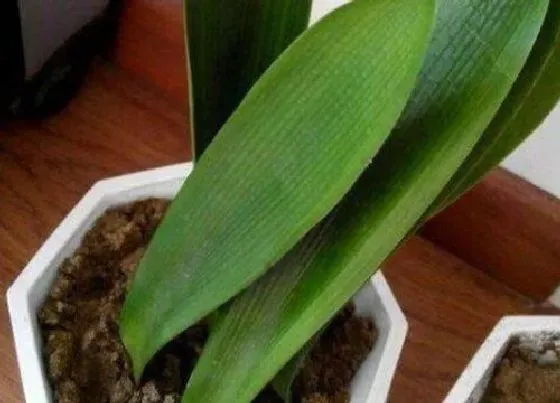 植物播种|君子兰种子怎么种植