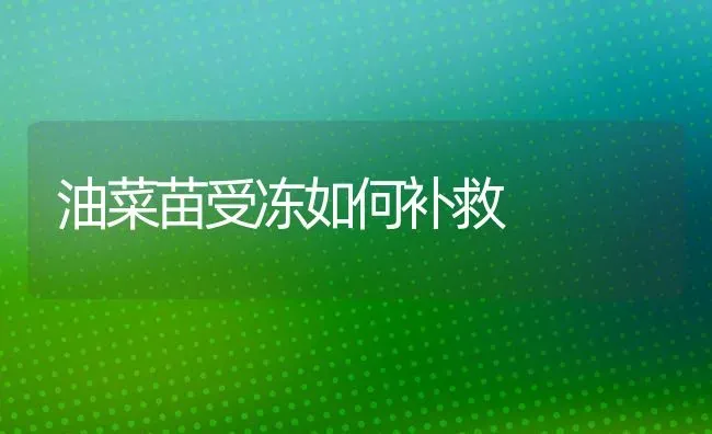 油菜苗受冻如何补救 | 粮油作物种植