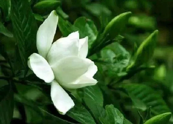 开花时间|四季桅一年开几次花