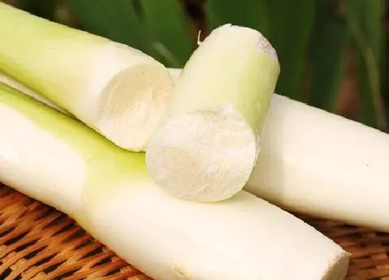 功效常识|茭白的功效与作用及食用方法