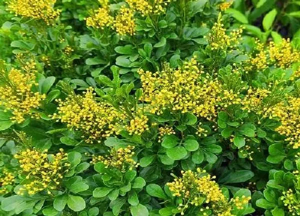 养殖科普|米兰开花后怎么处理