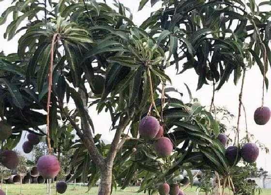 种植管理|促进果树果实着色的方法，怎么样让果树的果子大且变甜）