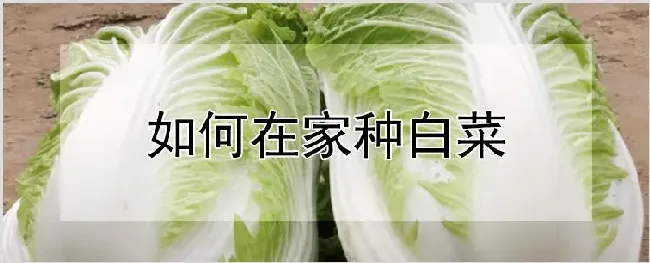 如何在家种白菜 | 种植技术