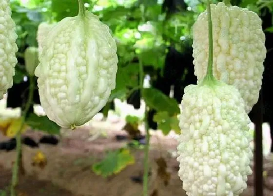 种植管理|苹果苦瓜种植时间及技术要点 露天苹果苦瓜栽培技术