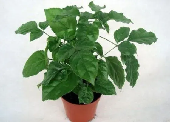 植物修剪|绿宝石怎么修剪好看