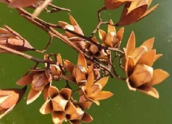 植物播种|香椿种子怎么来的
