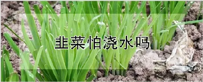 韭菜怕浇水吗 | 种植技术