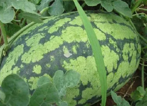 植物产地|昆明盛产什么水果有名