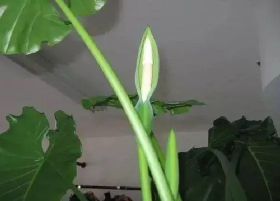 开花时间|滴水观音什么时候开花 一般几月份开花