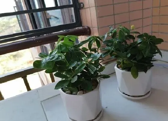 植物修剪|八方来财怎么修剪好看