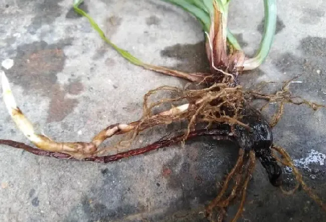 植物百科|三棱草和香附子的区别