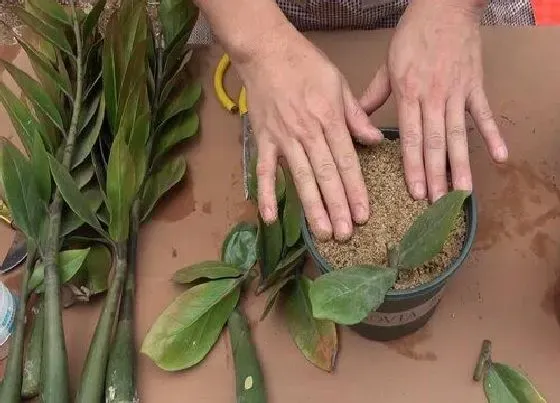 植物繁殖|金钱树扦插繁殖方法和注意事项