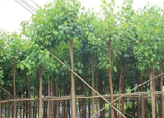 植物百科|菩提树又叫什么树