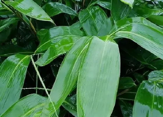 叶子|包粽子的叶子是什么植物的叶子