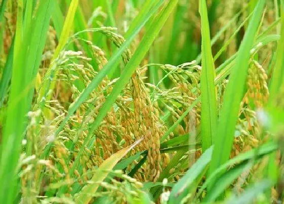 植物种类|水稻是种子植物吗