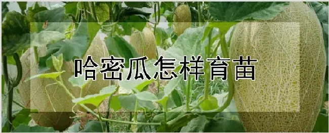 哈密瓜怎样育苗 | 农业技术