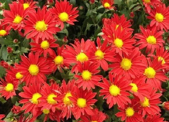 种植管理|清明菊花几月份种植合适