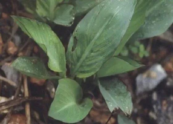 植物病害|香蕉花叶病症状及防治方法