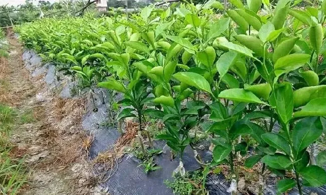 晚熟柑橘的栽植时间，什么时候栽植最好? | 自然知识