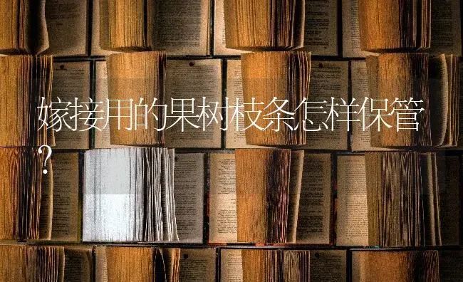 嫁接用的果树枝条怎样保管？ | 瓜果种植