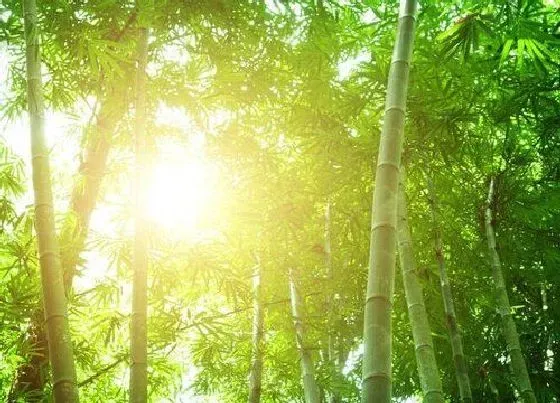 花卉趣闻|竹子属于花还是草 属于草本植物吗