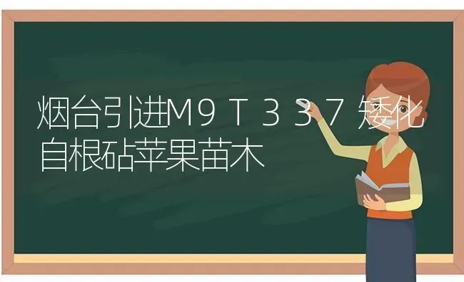 烟台引进M9T337矮化自根砧苹果苗木 | 瓜果种植