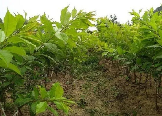 植物种类|李树是什么树 长什么样子