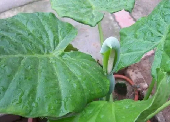 开花时间|滴水观音什么时候开花 一般几月份开花