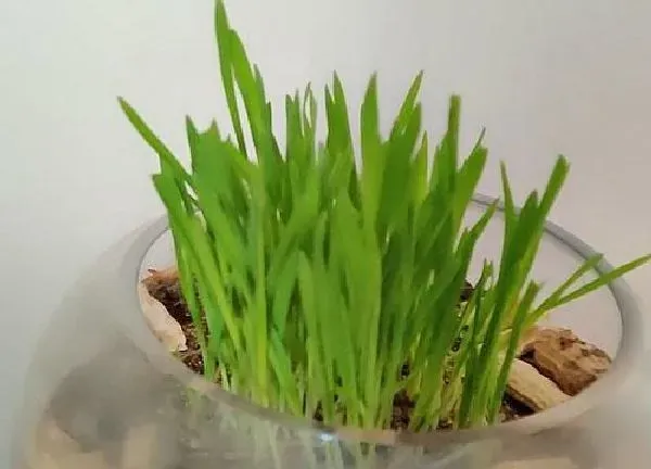 养殖科普|猫薄荷喜欢阳光吗