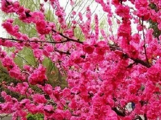 开花时间|美人梅什么时候开花 开花月份与季节